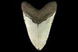 Huge, Fossil Megalodon Tooth - North Carolina #124456-2